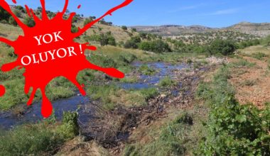 Asırlık üzüm bağları kanalizasyon tehdidi altında